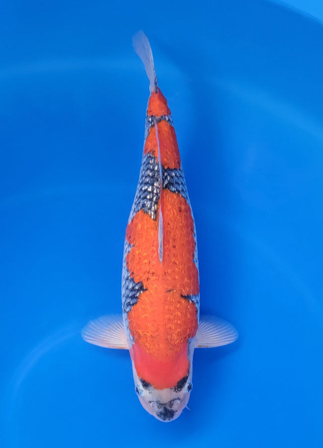 23A-245 Ginrin Goshike