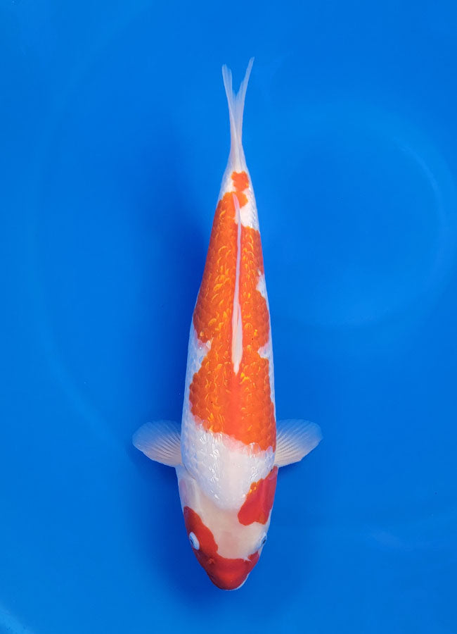 23A-250 Ginrin Kohaku