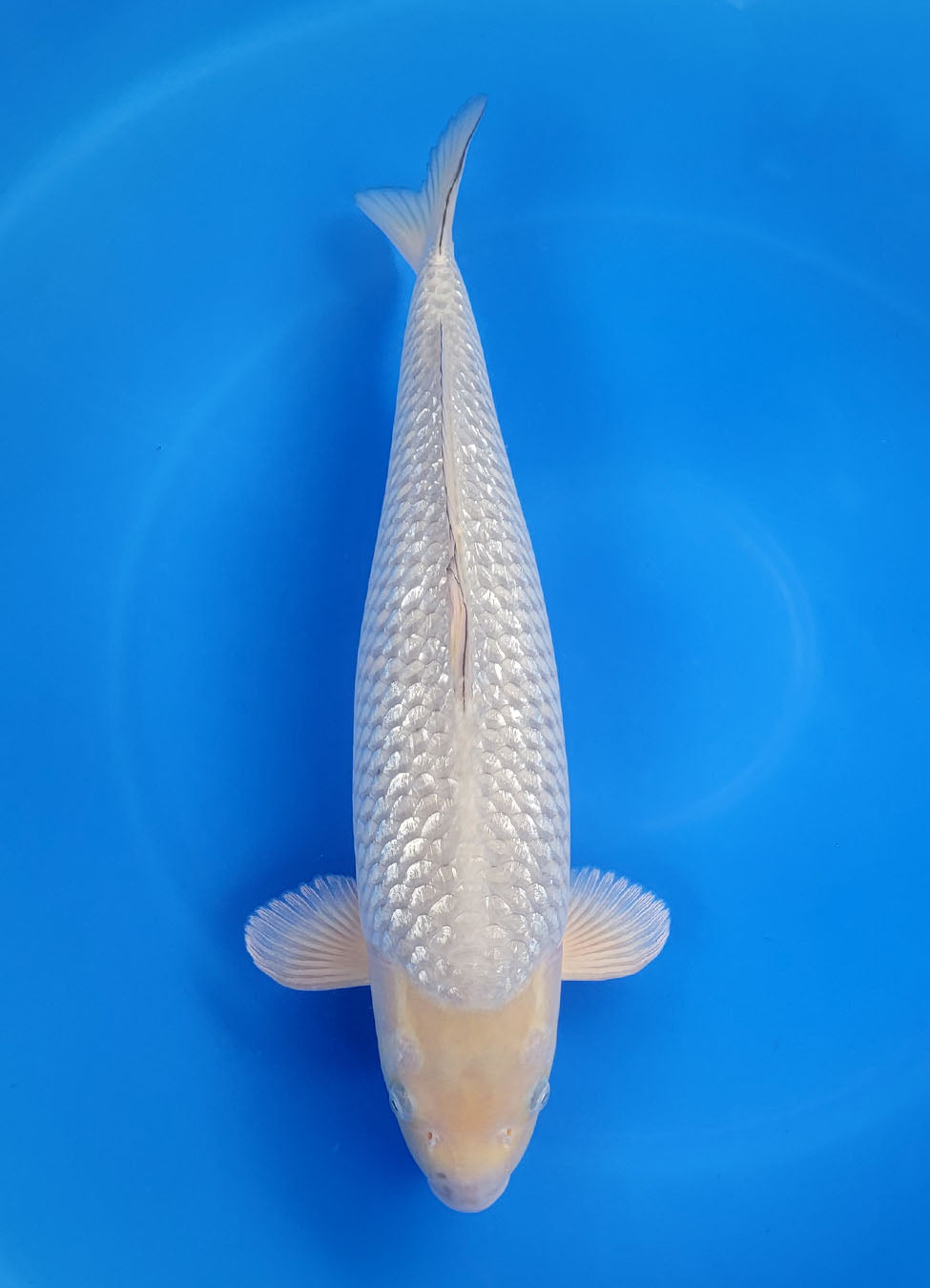 23A-305 Ginrin Soragoi