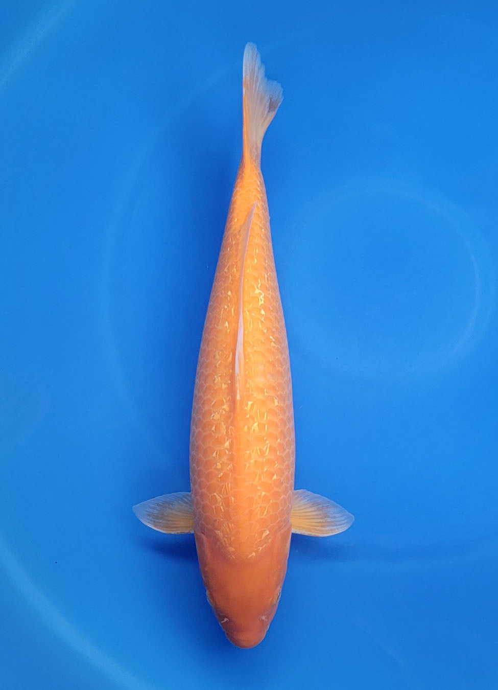23A-312 Ginrin Karashigoi