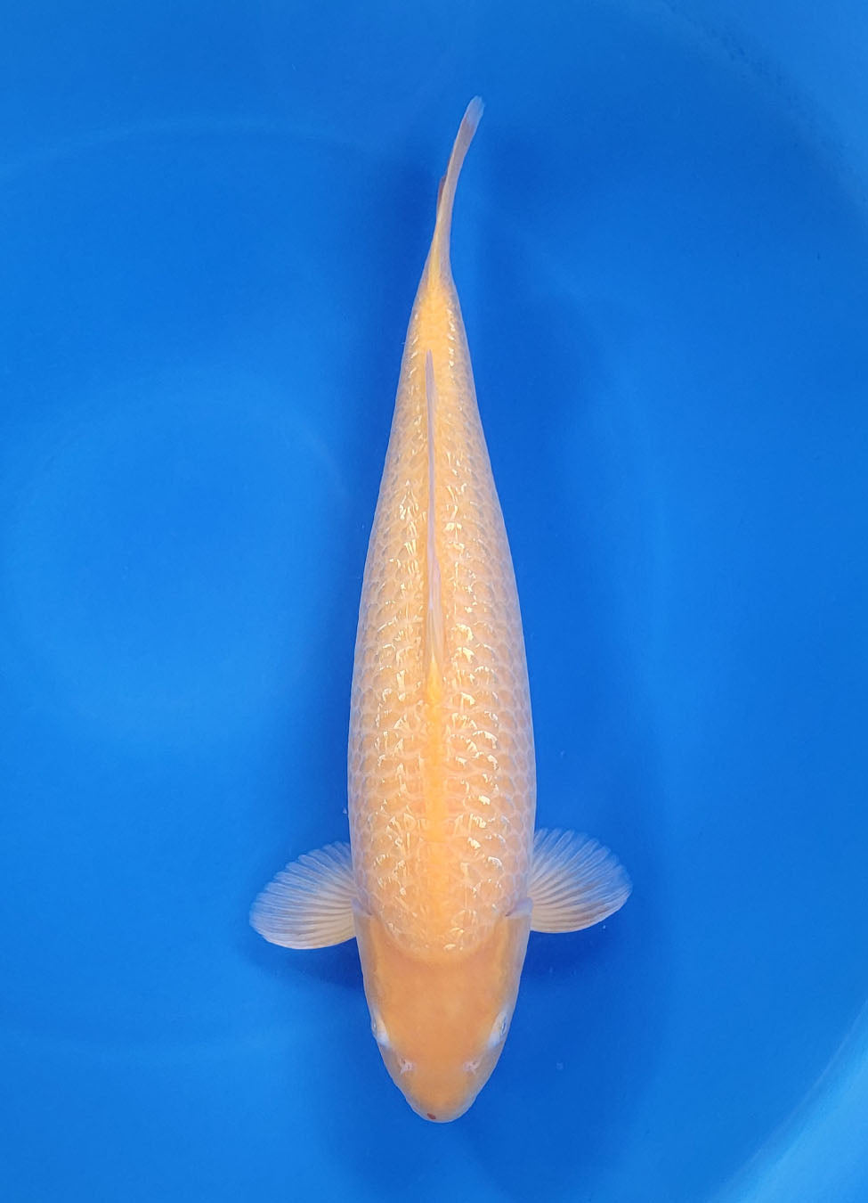 23A-314 Ginrin Karashigoi
