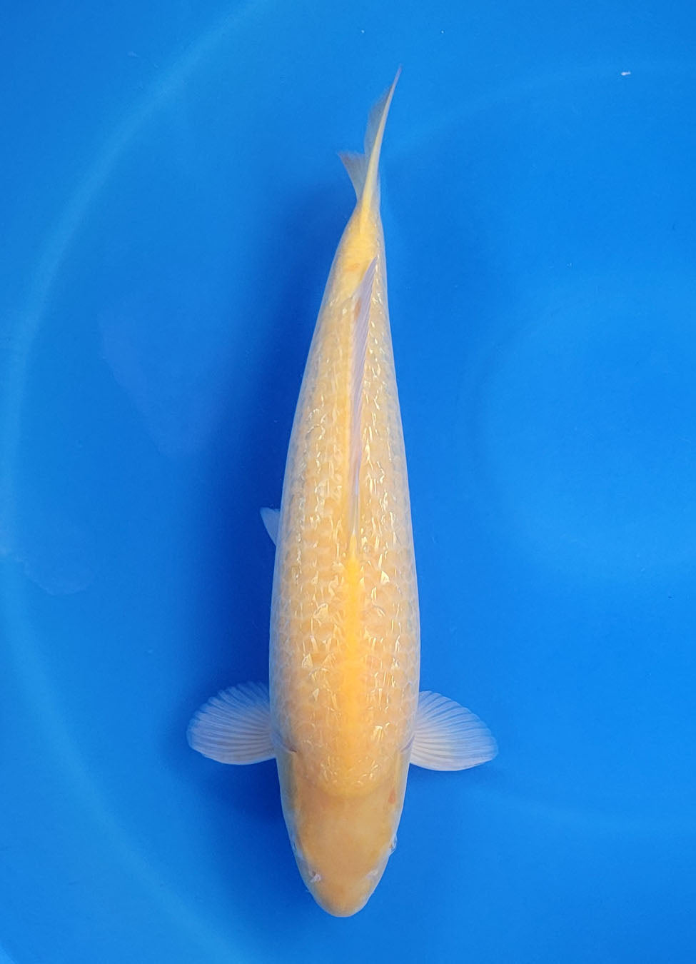 23A-316 Ginrin Karashigoi