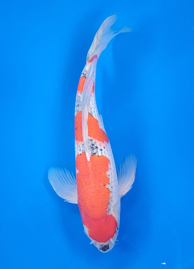 23A-414 Long Fin Goshike