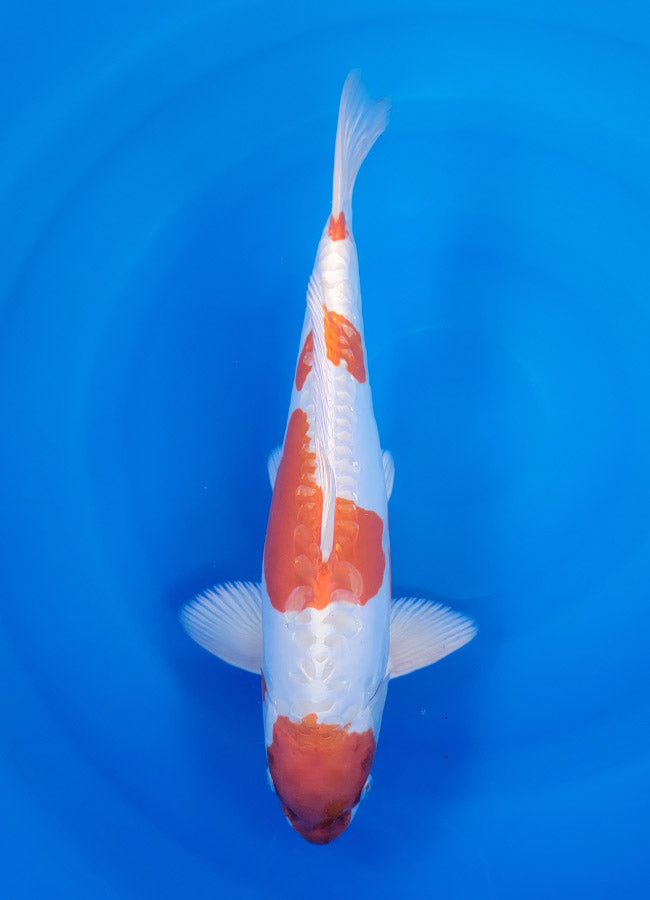 23B-032 Kikusui