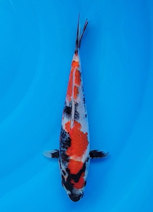 23C-043 Showa
