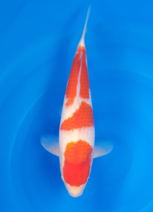 23D-001 Kohaku