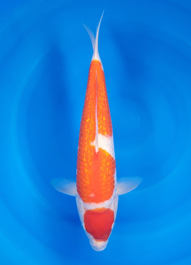 23D-007 Ginrin Kohaku