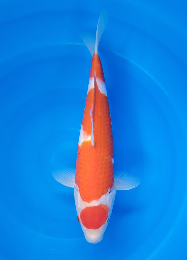 23D-009 Kohaku
