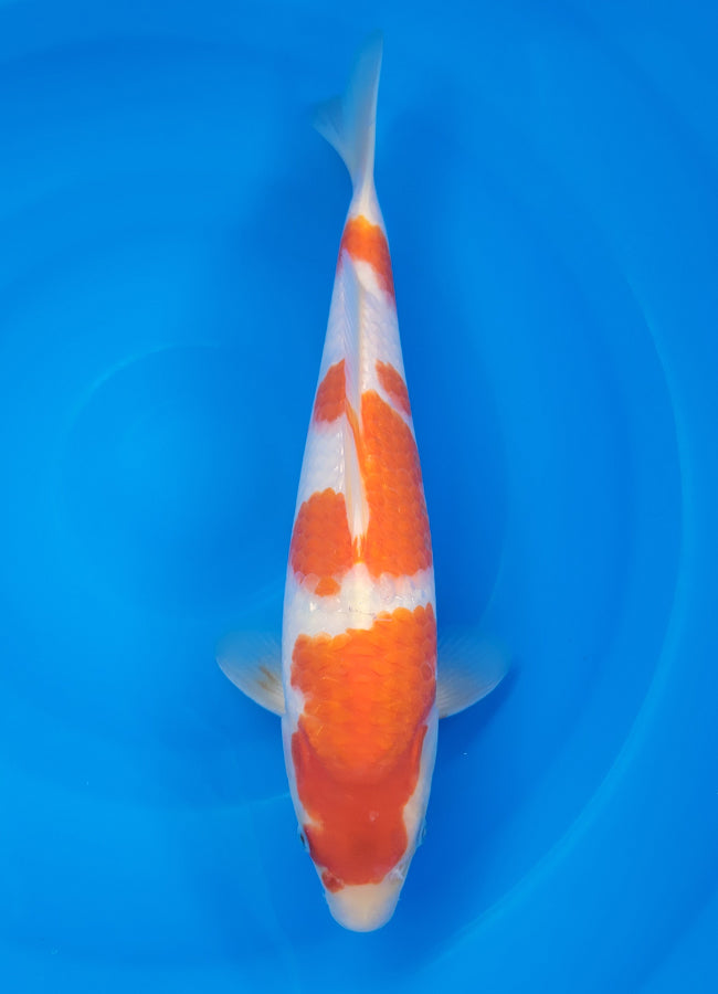 23D-014 Kohaku