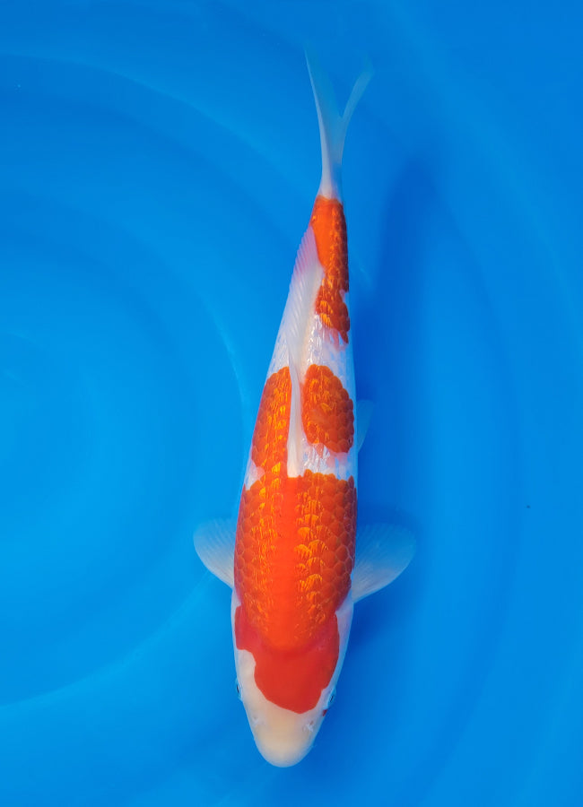 23D-015 Kohaku
