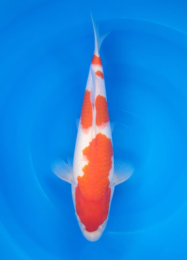 23D-017 Kohaku