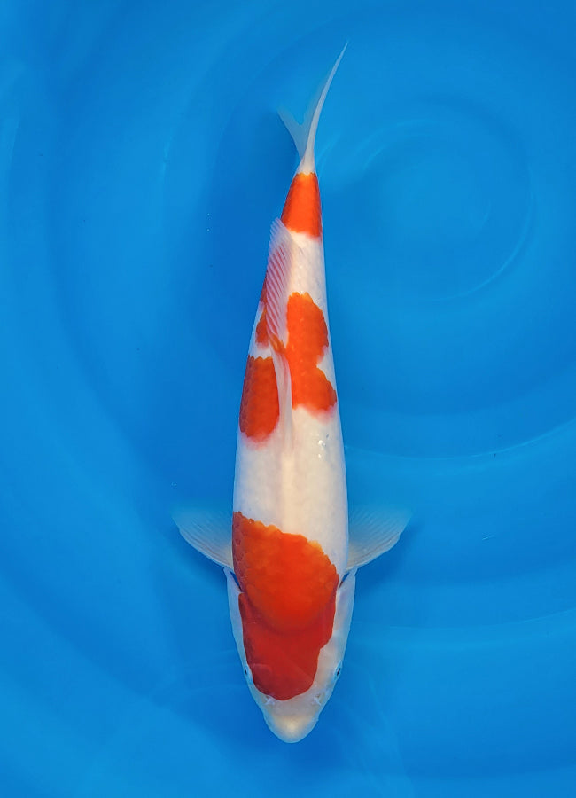 23D-019 Kohaku