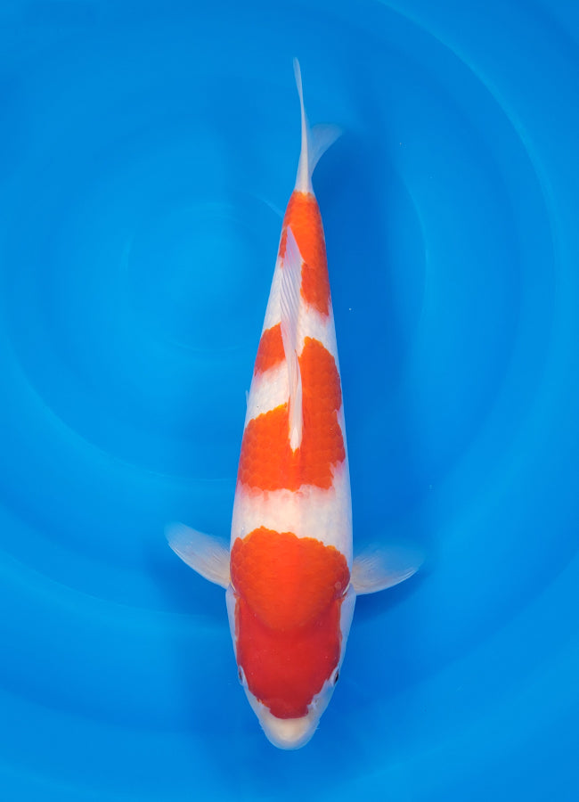 23D-021 Kohaku