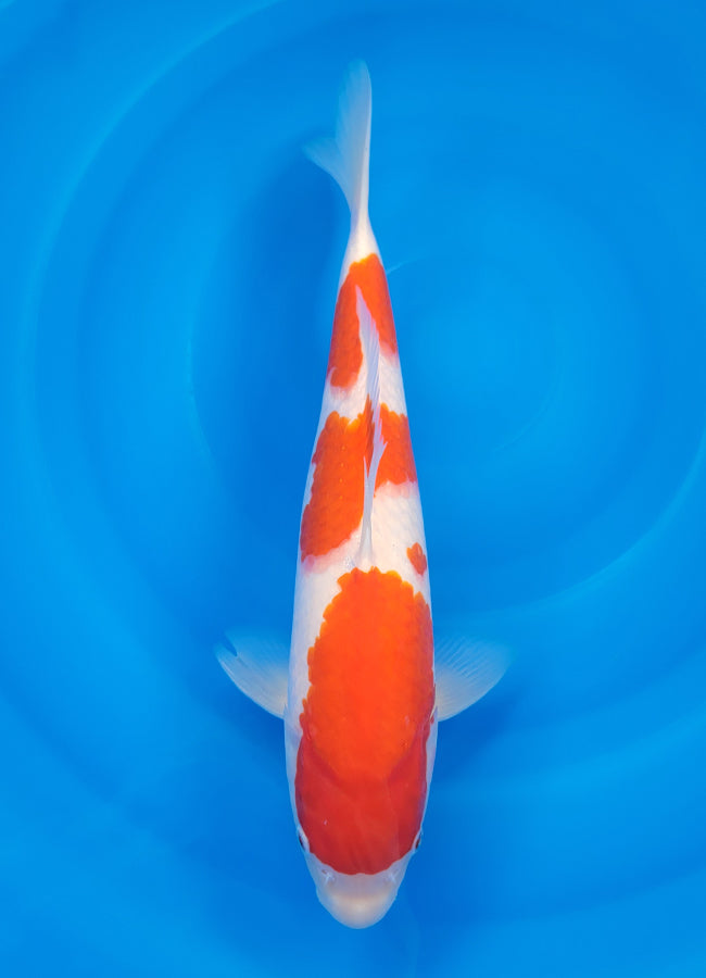 23D-022 Kohaku