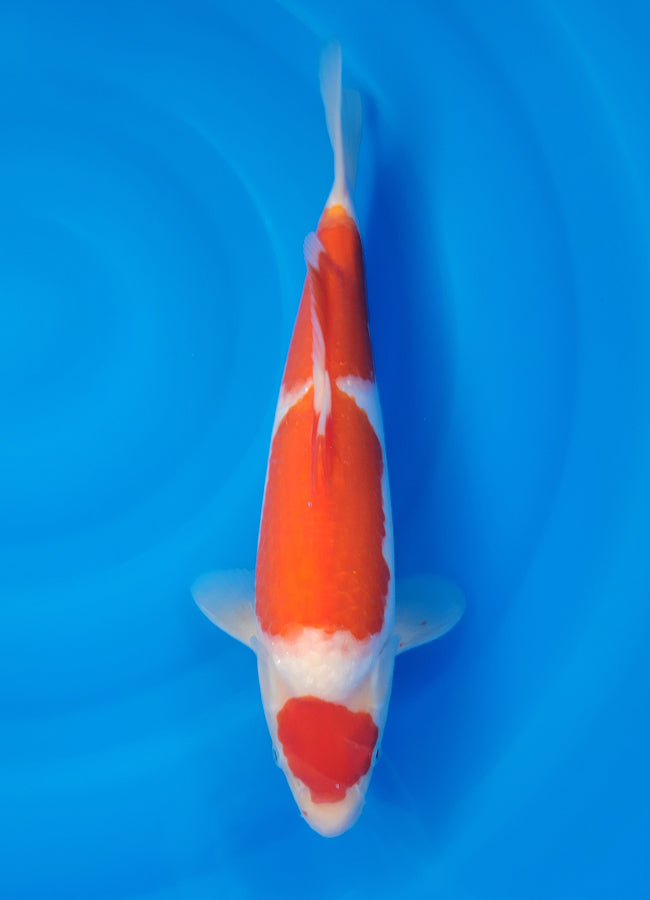 23D-023 Kohaku