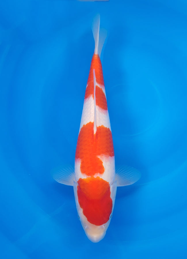 23D-026 Kohaku