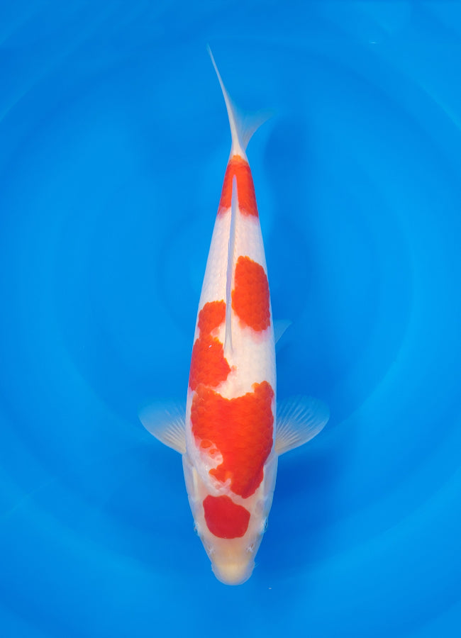 23D-027 Kohaku