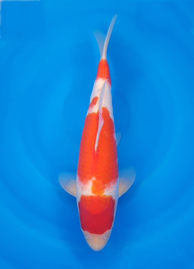 23D-030 Kohaku