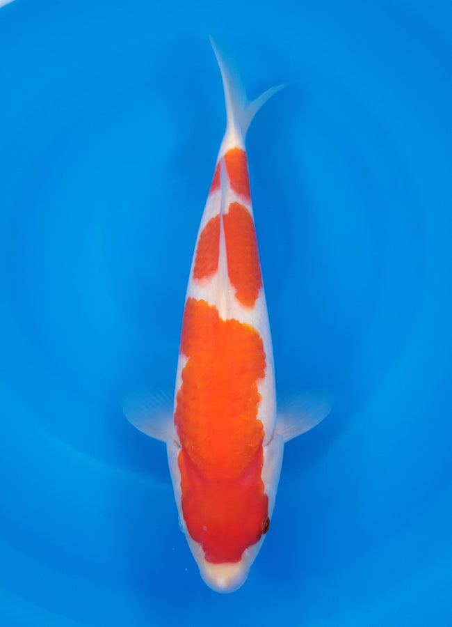23D-031 Kohaku