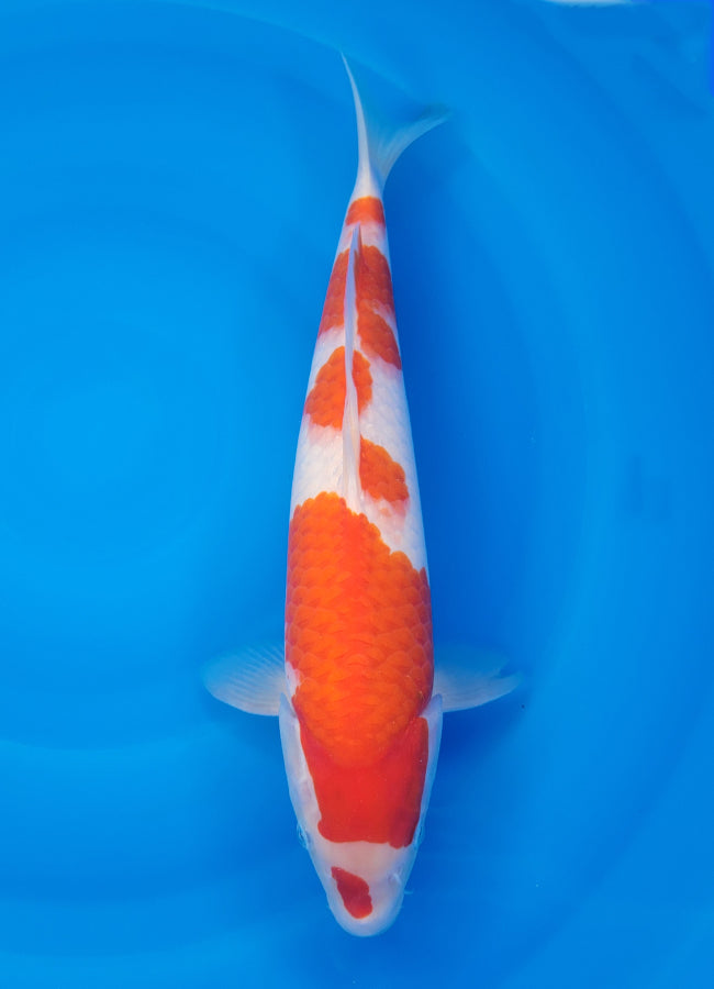 23D-032 Kohaku