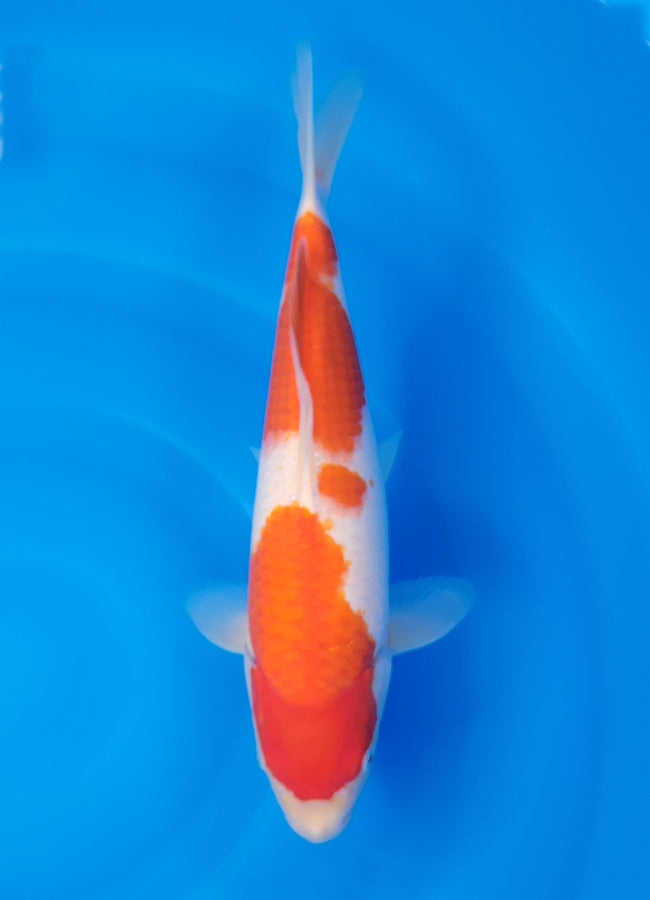 23D-033 Kohaku