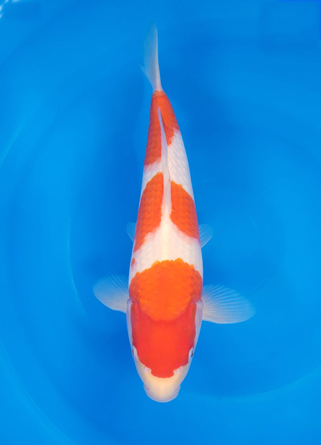 23D-035 Kohaku