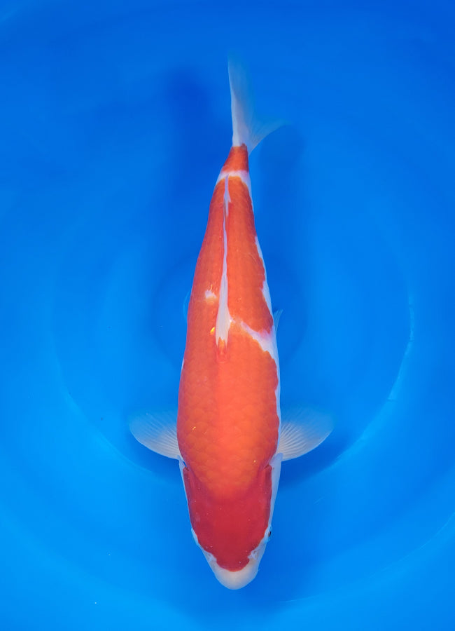 23D-037 Kohaku