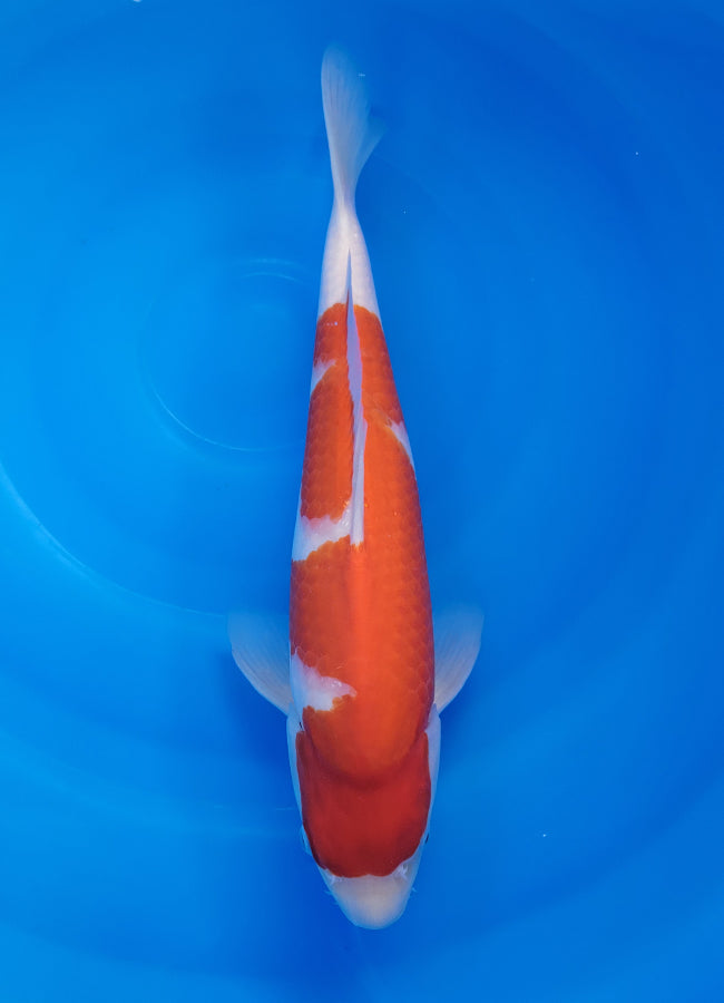 23D-038 Kohaku
