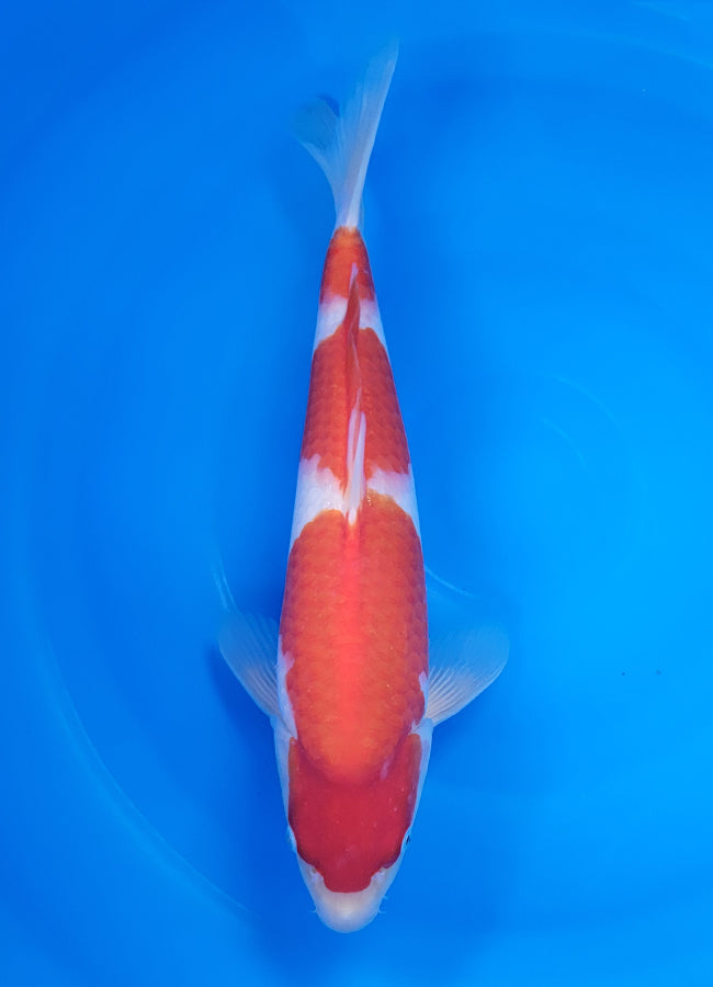 23D-039 Kohaku