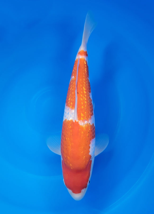 23D-043 Ginrin Kohaku