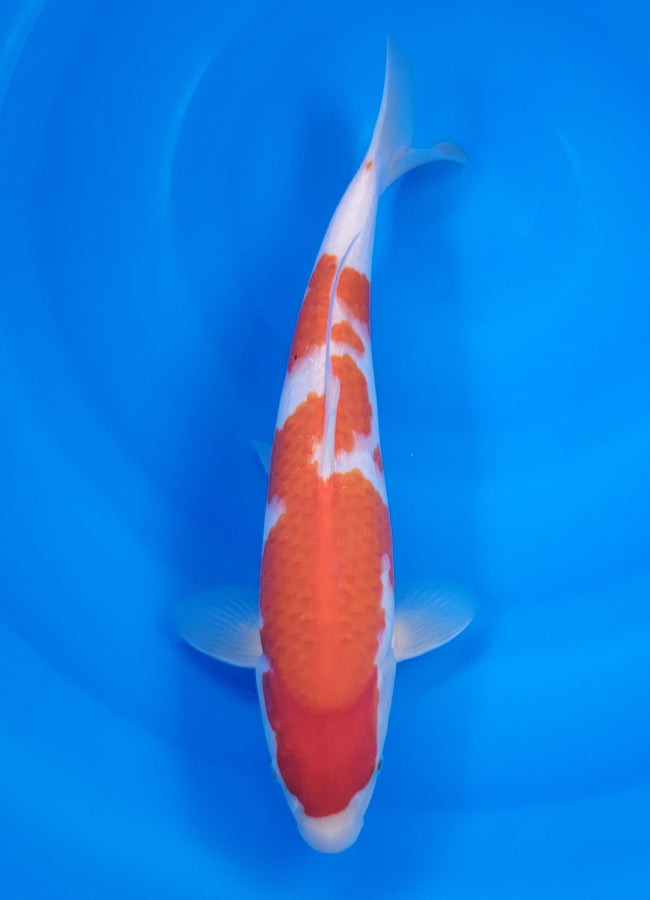 23D-044 Kohaku