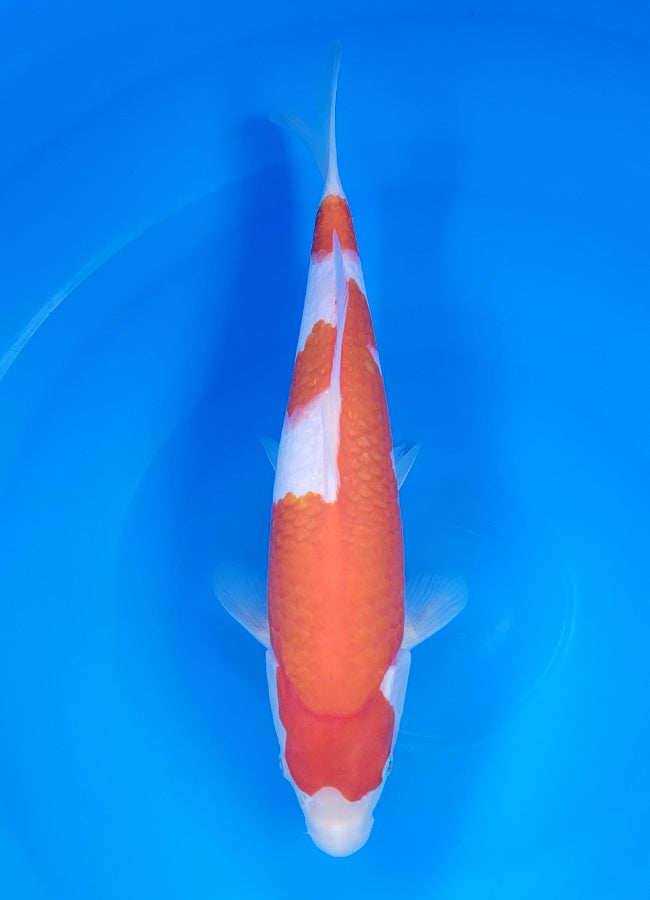 23D-046 Ginrin Kohaku