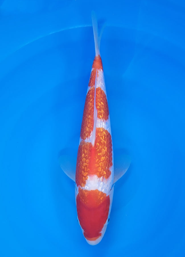 23D-048 Ginrin Kohaku