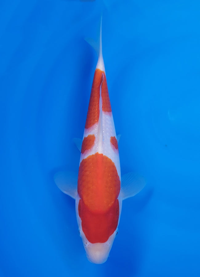 23D-049 Kohaku