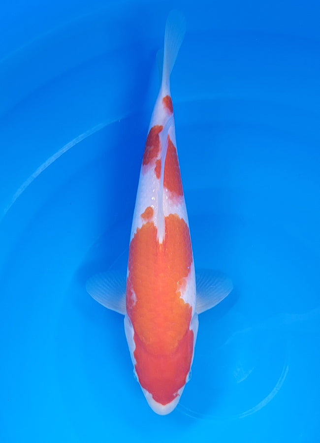 23D-052 Kohaku