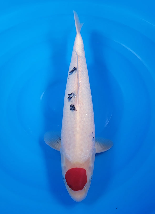 23D-056 Tancho Sanke