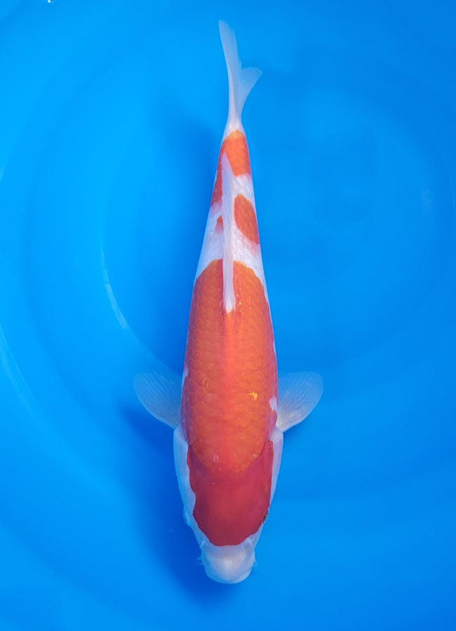 23D-060 Kohaku