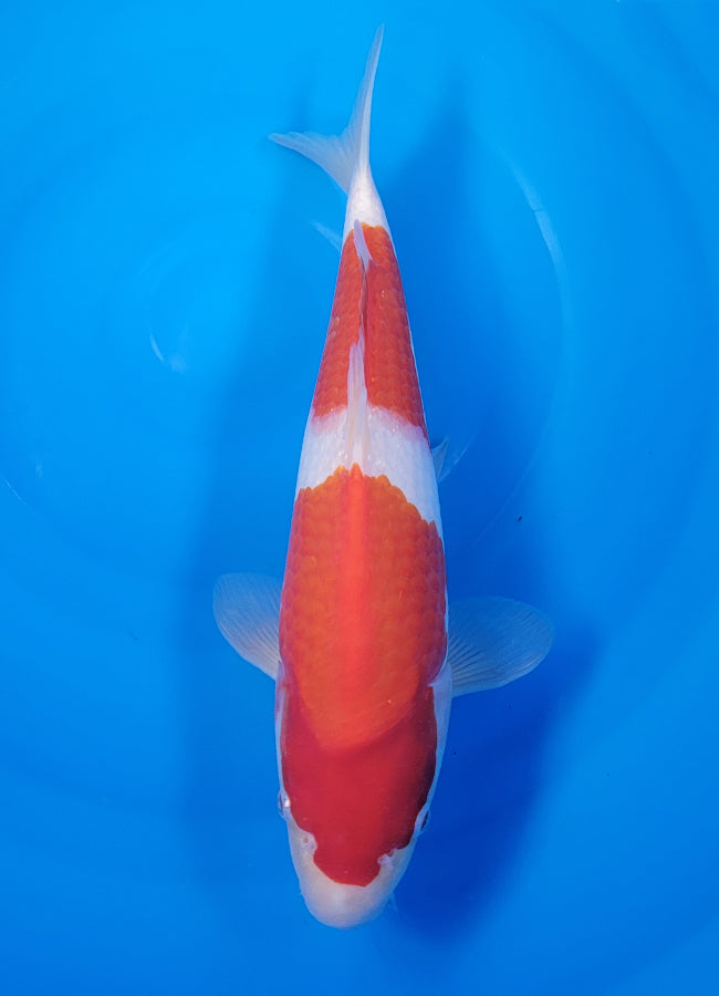 23D-061 Kohaku