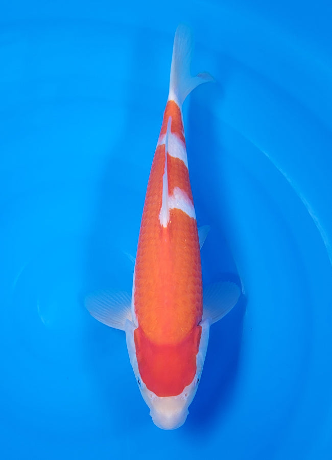 23D-062 Kohaku