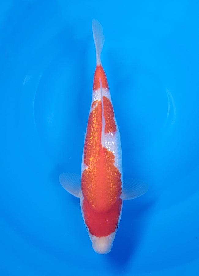 23D-063 Ginrin Kohaku