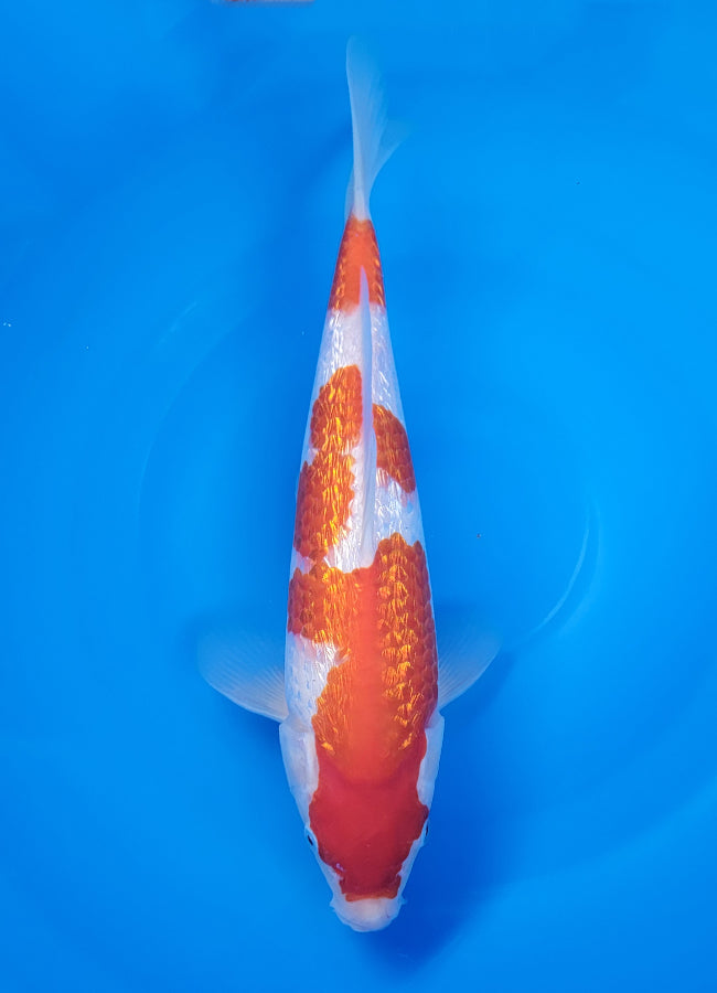 23D-065 Ginrin Kohaku