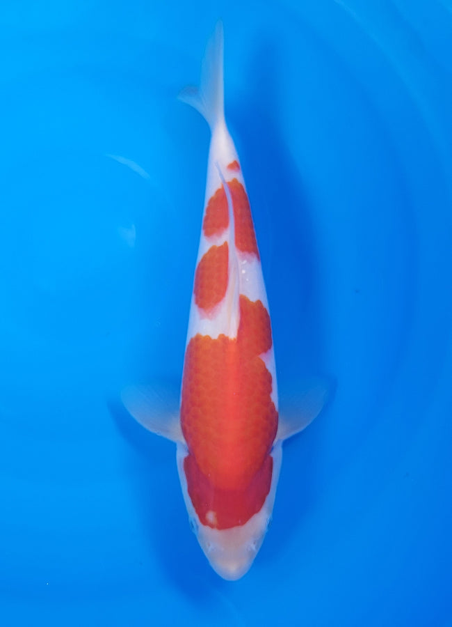23D-066 Kohaku