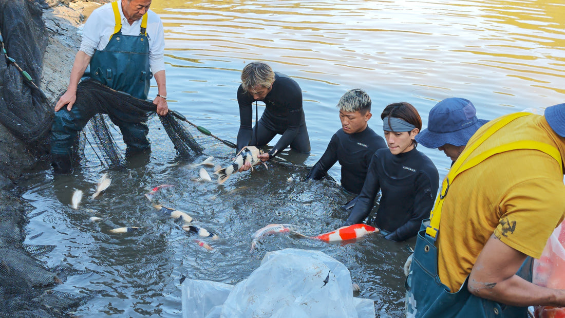 Mr. Ogata and his crew herding koi along a seine net at Ogata Koi Farm's mud pond harvest in Kurume