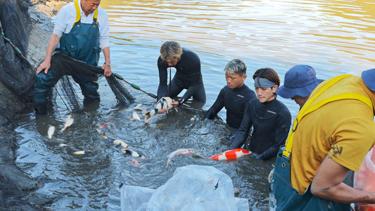 Mr. Ogata and his crew herding koi along a seine net at Ogata Koi Farm's mud pond harvest in Kurume