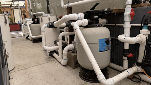 A row of Aqua UV Ultima II bead filters plumbed in PVC at Champion Nishikigoi's San Jose koi facility.