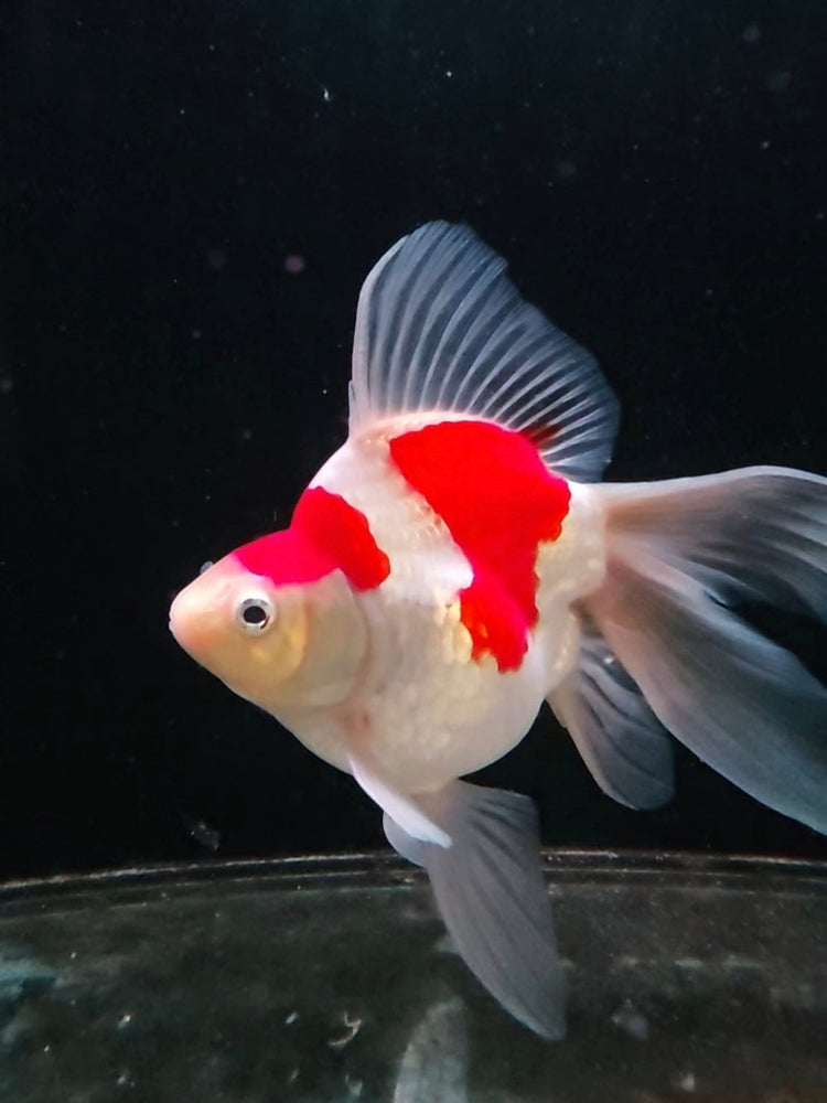 2026 Tamasaba Collection