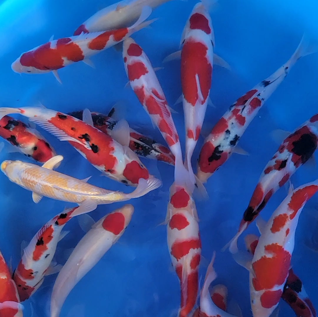 Collections Archive - Champion Nishikigoi