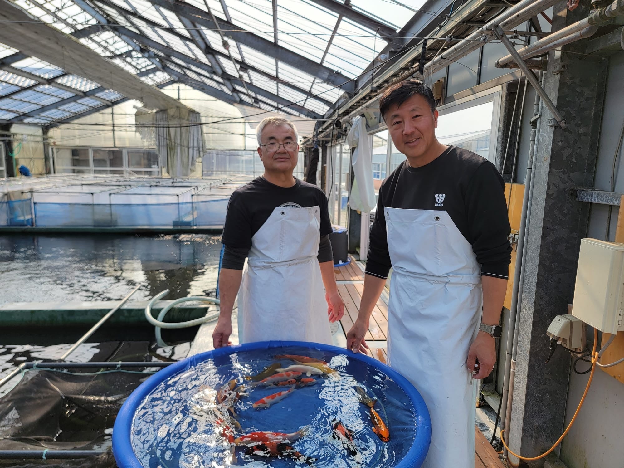 Japanese Koi Fish for Sale – All Live Koi | ChampKoi Page 3