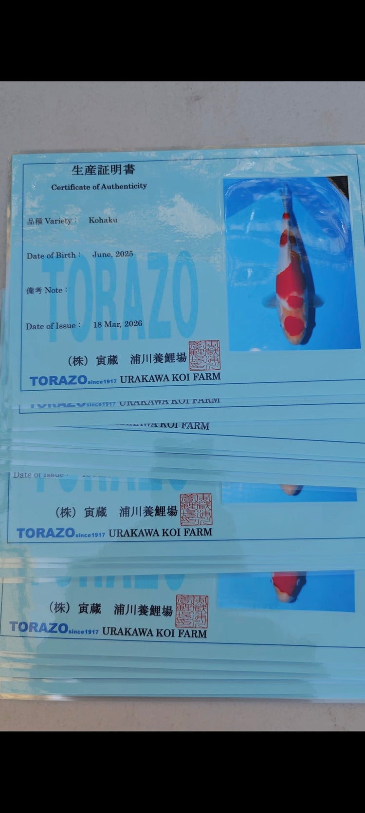 2026 April Torazo Premium Tosai