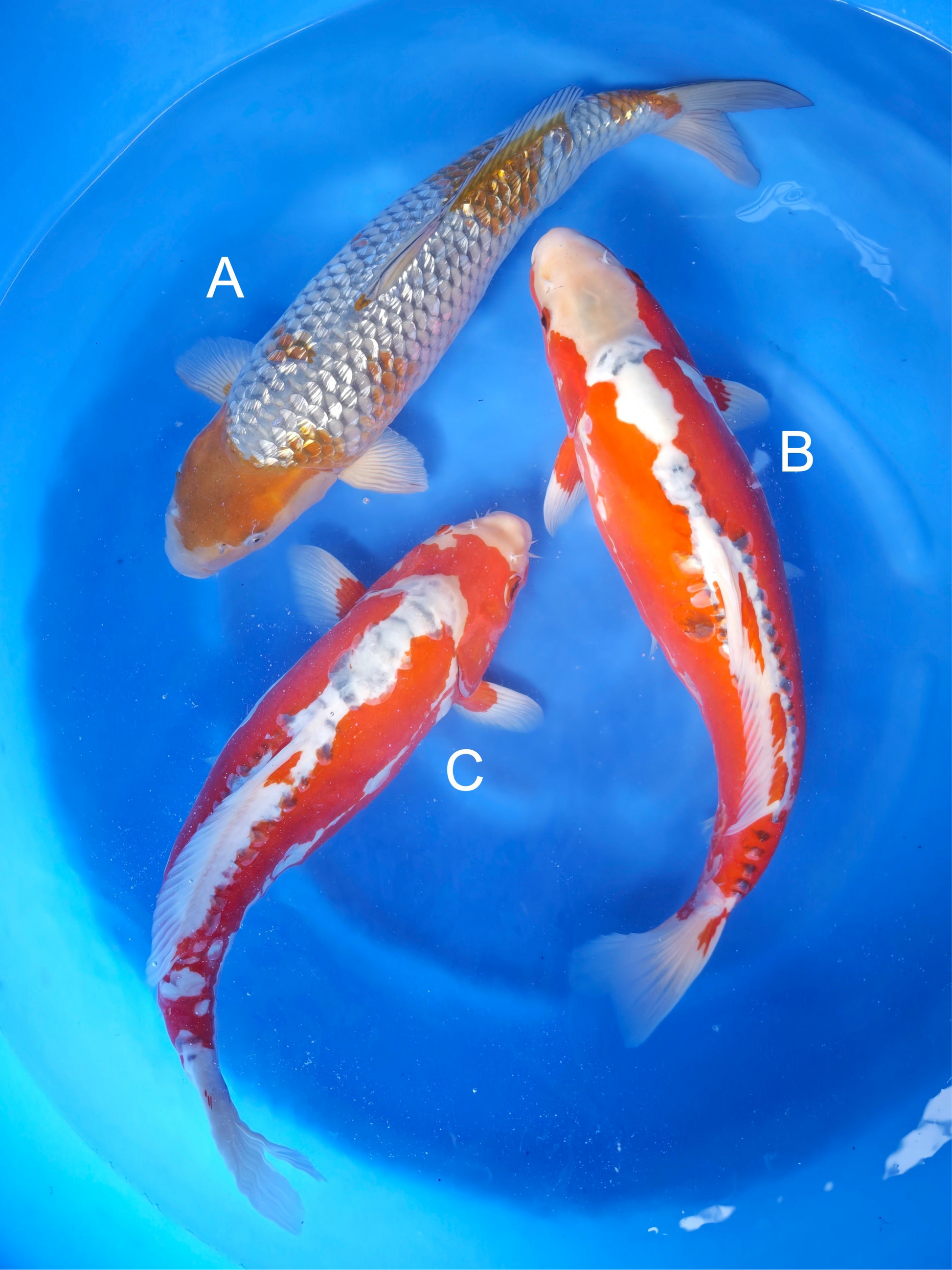 Koi fish for sale — 45-50 cm Maruhiro Ginrin Ochiba at ChampKoi